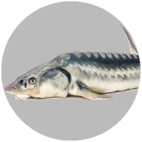 parsruby-خرید خاویار پرورشی