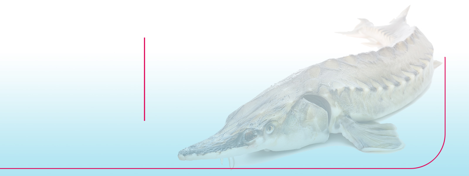 سایتس خاویار یاقوت پارس